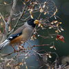 2020年2月22日の鳥撮り-東京都練馬区