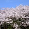 地元の桜