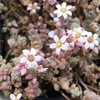 多肉植物の花が咲きました2