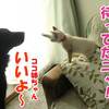 犬って人間みたいに子猫と遊べるんだ！2016年12月13日