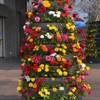 春の家の庭の花＆常盤公園の花パート2