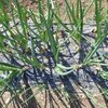 タマネギなどの周りの雑草取り