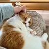 猫さんモチーフのレターセットとお膝猫自慢。