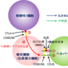 052【関節リウマチ（その３）】制御性T細胞研究から生まれた薬「アバタセプト」がリウマチに効く訳