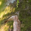 野鳥観察(初めてのムシクイ科と、ホバリングするカワセミ)@2023_09_03