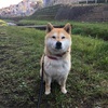 今日の柴犬の小麦さん