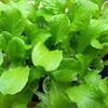 室内で野菜を育てたい！光量が少なくても育つものやLED水耕栽培キット等！ 