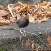 カワガラスの潜水を見ました