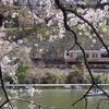 東京の桜