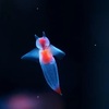 クリオネの博物学：流氷の天使が秘める美と驚異の物語