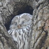 野幌森林公園！20　エゾフクロウ・クマゲラ・ツチグリ・地衣類・ハイタカ