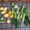枝豆に鞘がついてきました