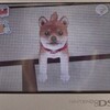 nintendogs: 本日のすれ違いとマメ