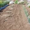 落花生の種まき終了
