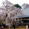 第七回「慈眼寺しだれ桜まつり」開催されます