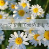 ハーブを育て始めました