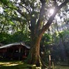 大隅清水川原の高座神社、イチイガシの巨木とナギの巨木と