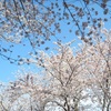 青空に満開の桜。