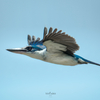 鳥撮り物語#79「空飛ぶナンヨウショウビン」