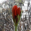 Year of the Dragon 2024 / Flowering of Amaryllis