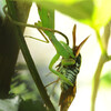 ハラビロカマキリの捕食