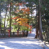 吉田神社参道