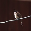 Red-whiskered Bulbul　コウラウン