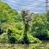 池尻池（埼玉県鶴ヶ島）