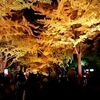 札幌市　北大銀杏並木　/　北大金葉祭10/28ライトアップ