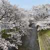 愛知県の五条川に花見に行きました。