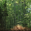 京都嵯峨野 竹林の道