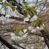 今年は、桜が遅いです。