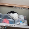 福の宝探し