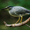 フジの野鳥撮影【2023年上半期ベスト写真】