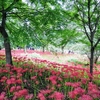 巾着田(きんちゃくだ)の彼岸花と高麗神社(こまじんじゃ)・聖天院(しょうでんいん)を巡る埼玉の旅