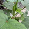 家庭菜園が元気になりだした
