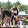 阿夫利神社にお参り