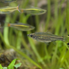 シザーステールラスボラ Rasbora trilineata