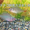 タナゴ飼育方法まとめ　水槽・餌・混泳・繁殖について詳しく解説 