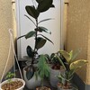 観葉植物を、この真夏日のベランダに出して良かったのかどうか