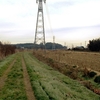 小川に沿って並ぶエノキ群