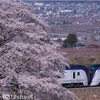 2018・桜を振り返る②