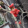ボケの花