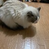 雲隠れしてお昼寝したふくちゃん