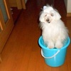 <span itemprop="headline">”かごの鳥？”　いえ、”バケツの犬”。</span>