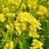 【ミツバチの生態を楽しみながら学べる】「ミツバチシミュレーター」国内発売日決定