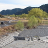 河原でヤナギが満開