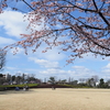 KGCの桜