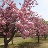 姫路城八重桜