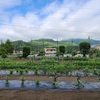 ミニトマト🍅2本仕立て＆胡瓜手入れ